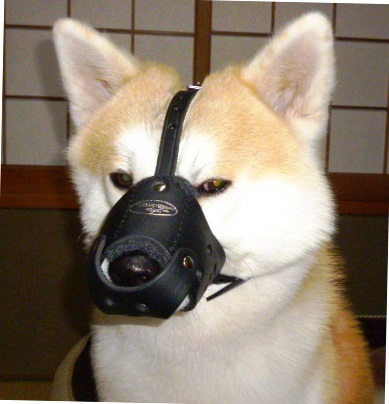 Akita muzzle leather, padded