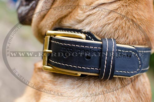 Bestseller Echtleder Halsband für Shar Pei | Lederhalsband mit Nappa