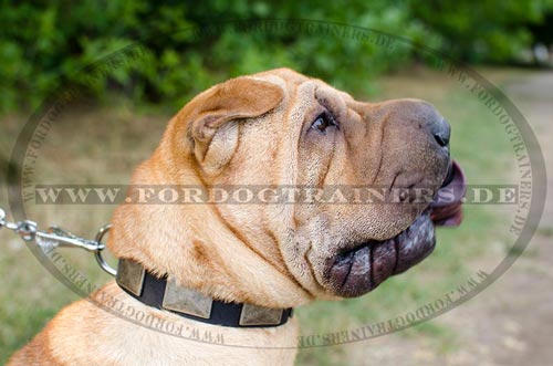 Shar Pei Halsband | Lederhalsband mit festen Nickelplatten - zum Schließen ins Bild klicken