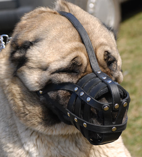 Light leather dog muzzle for Caucasian Shepherd