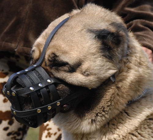 Light leather dog muzzle for Caucasian Shepherd