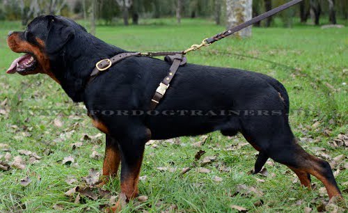 Bestseller Hundegeschirr Leder | Luxus Geschirr ❺❺❺ Handarbeit!