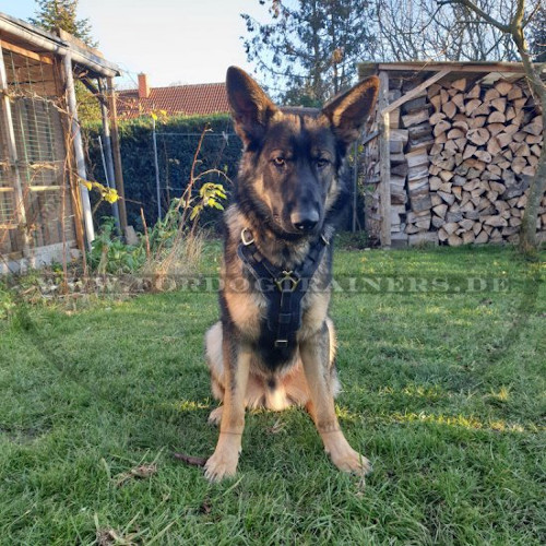 Bestseller Edles Hundegeschirr aus Leder für Deutschen Schäferhund - zum Schließen ins Bild klicken