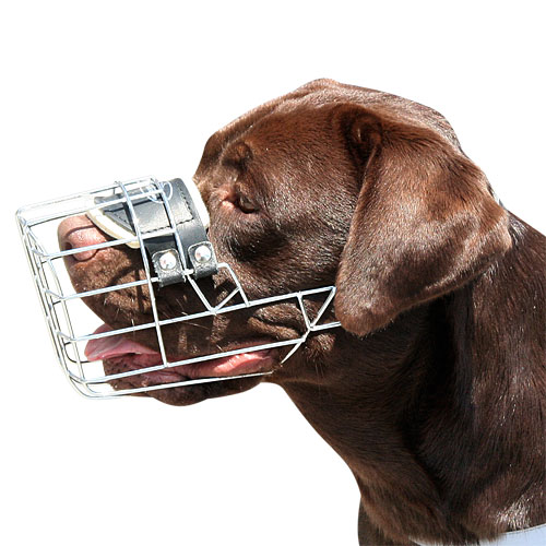 /images/large/M9-labrador-wire-muzzle_LRG.jpg