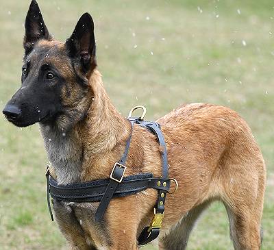 Malinois Lauf- Such- Zug- Hundegeschirr aus Leder - zum Schließen ins Bild klicken
