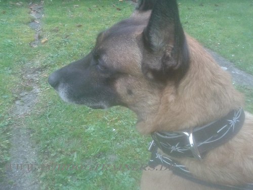 Handbemaltes Malinois Halsband mit "Stacheldraht" Bemalung