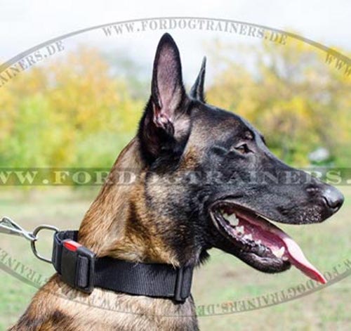 Universales Nylonhalsband für Malinois mit Schnellverschluss - zum Schließen ins Bild klicken