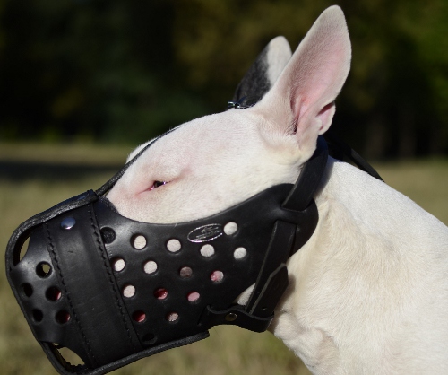 Hundemaulkorb aus Leder für Bullterrier für K9-Hunde - zum Schließen ins Bild klicken