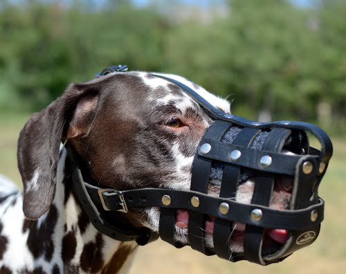 Bestseller Hundemaulkorb aus Leder für Dalmatiner - zum Schließen ins Bild klicken