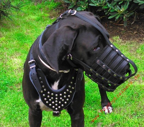 Dog Muzzle of Leather for Great Dane