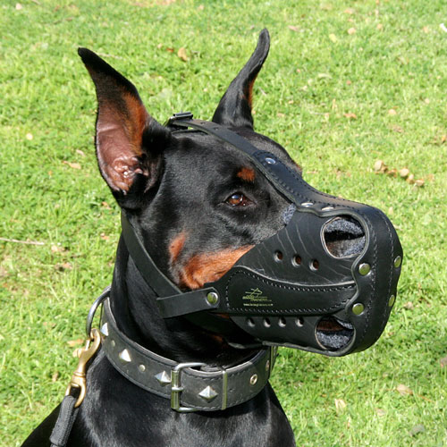 Bestseller Maulkorb Leder für Dobermann, K9 - zum Schließen ins Bild klicken