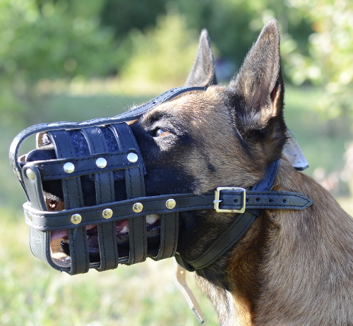 Leather muzzle for Malinois Malinois. 