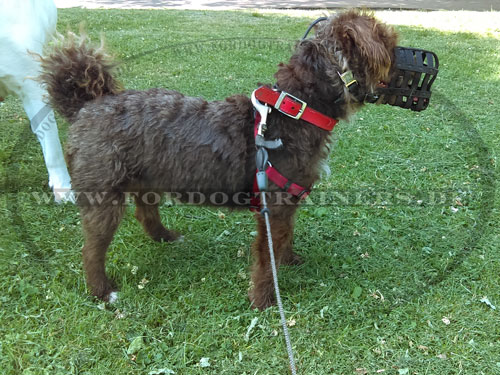 Handmade Dog Muzzle of Leather for Poodle