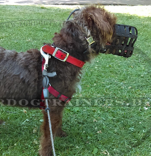 Handmade Dog Muzzle of Leather for Poodle