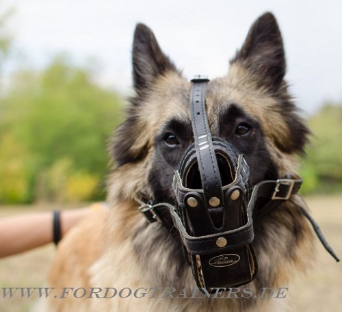 Dog Muzzle of Leather for Tervuren, with Royal Design