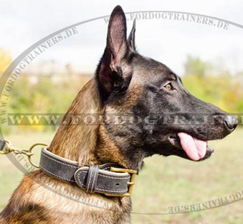 Royal Malinois Lederhalsband | Hundehalsband mit Nappa