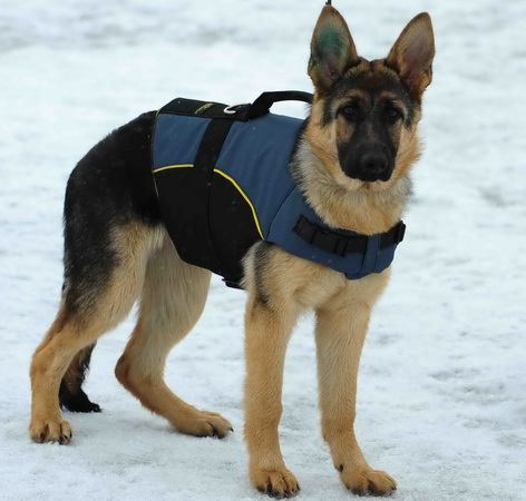 Hundegeschirr mit Griff perfekt für Deutschen Schäferhund - zum Schließen ins Bild klicken