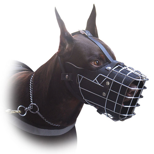 Fully padded hard dogs working wire muzzle for Doberman