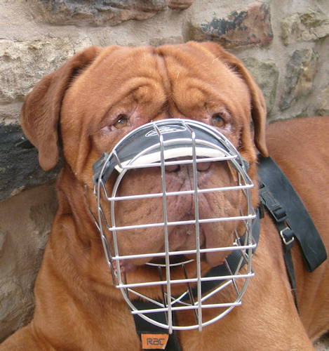 Bestseller Draht Maulkorb für Bordeauxdogge Hund - zum Schließen ins Bild klicken