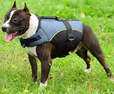 Amstaff Westen-Geschirr mit Griff - zum Schließen ins Bild klicken