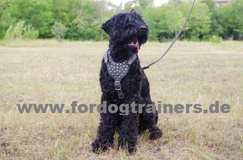 Geschirr Leder mit Pyramiden|Hundegeschirr für Hunde Top