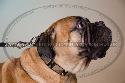 Leder Halsband fÃ¼r Bullmastiff, Nappa 