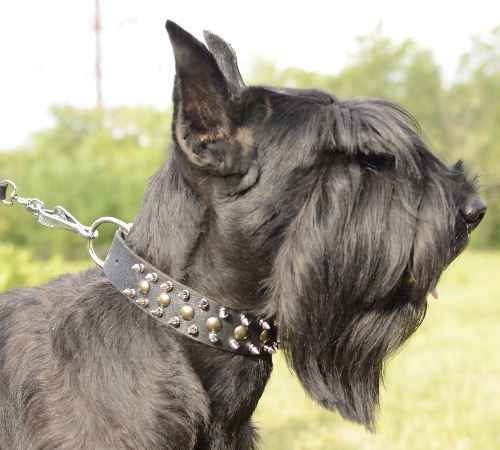 Studded dog collar leather wide for Giant Schnuzer with Spikes