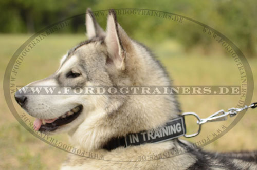 Alaskan Malamute Halsband aus Nylon mit Logos