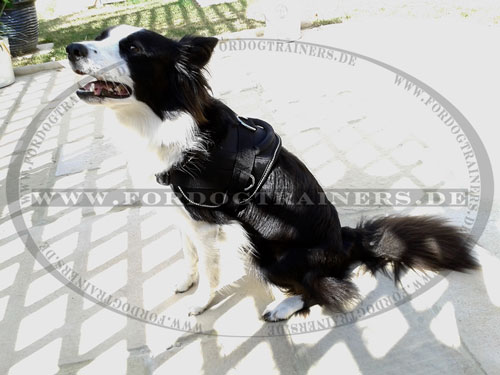 Bequemes Hundegeschirr aus Nylon für Border Collie