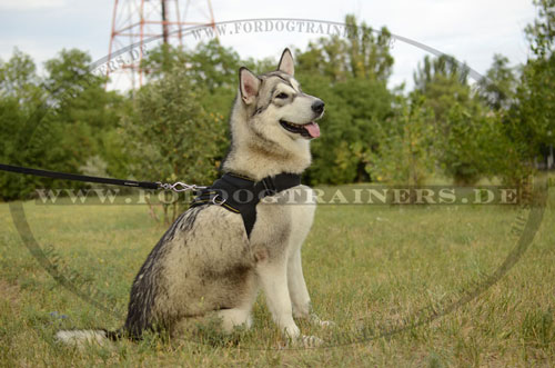 Nylongeschirr für Alaskan Malamut mit festen Zubehörteilen - zum Schließen ins Bild klicken