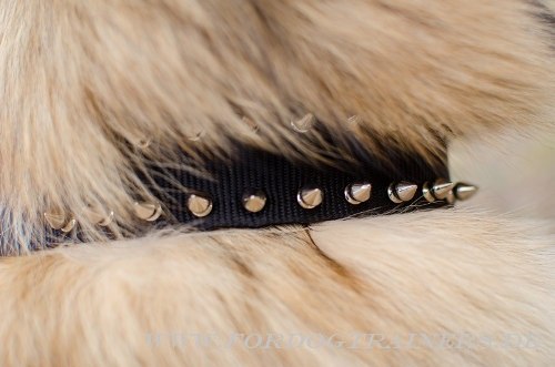 Tervueren Nylon Hundehalsband mit Nickel-Spikes - zum Schließen ins Bild klicken