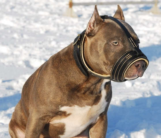 Maulkorb Leder in Schleife-Form für Pitbull Terrier - zum Schließen ins Bild klicken