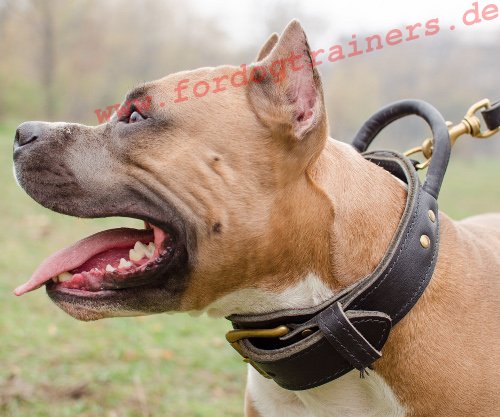 Bestseller Amerikanischer Pitbull Hunde-Halsband aus Leder mit Griff