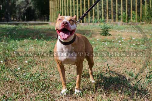 Breites Hundehalsband Leder für Amerikanischen Pitbull Terrier - zum Schließen ins Bild klicken