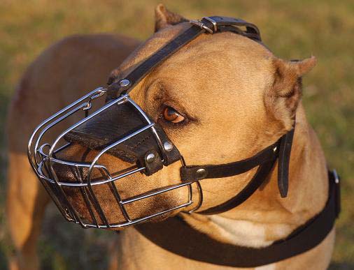 Bestseller Amerikanischer Pitbull Terrier Beisskorb aus Stahldraht - zum Schließen ins Bild klicken