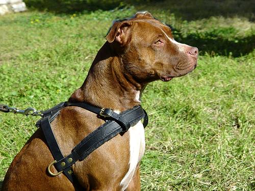 Pitbull Zug-Hundegeschirr aus Leder