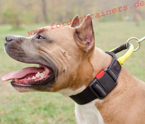 Halsband Nylon Pitbull, haltbarer Griff & handlicher Verschluss - zum Schließen ins Bild klicken