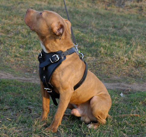 Protection/Attack Leather Dog Harness for Pitbull