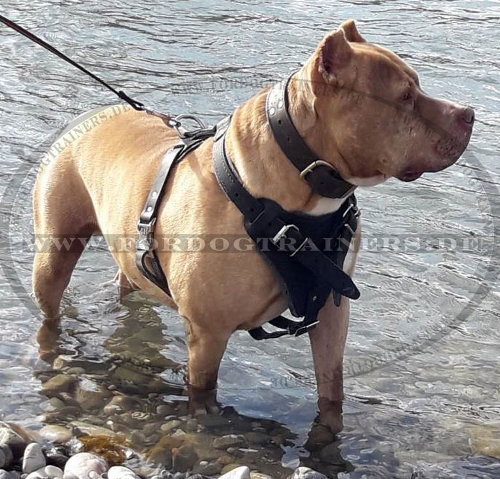 Protection/Attack Leather Dog Harness for Pitbull