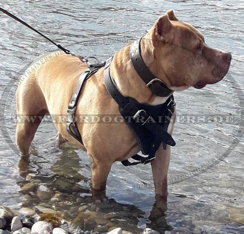 K9 Geschirr für Hundesport und Hundeausbildung mit Pitbull - zum Schließen ins Bild klicken