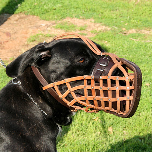 Professioneller Maulkorb für Cane Corso, Leder mit Stahlschien - zum Schließen ins Bild klicken