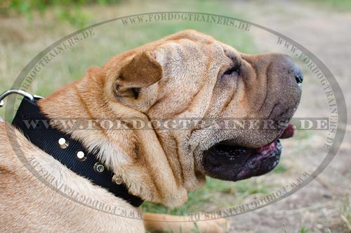 Shar Pei Designer Halsband | Nylonhalsband mit Pyramiden - zum Schließen ins Bild klicken