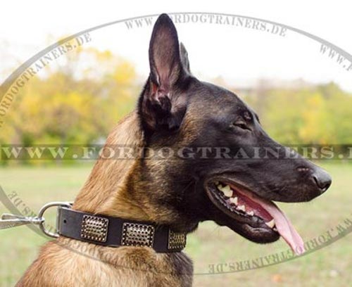 Impressive Collar with Plates for Malinois