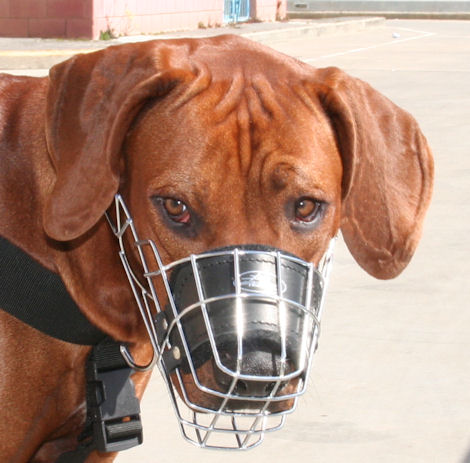 Drahtmaulkorb Rhodesian-Ridgeback