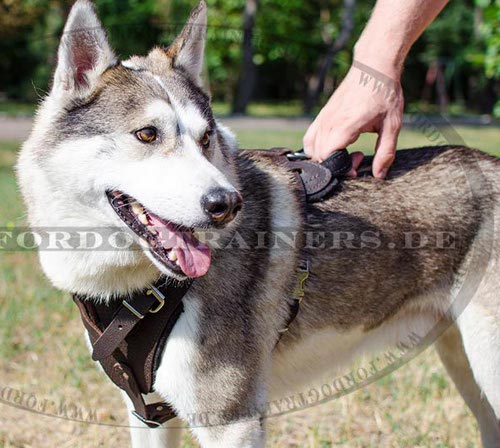 Festes Laika Ledergeschirr mit Griff kaufen - zum Schließen ins Bild klicken