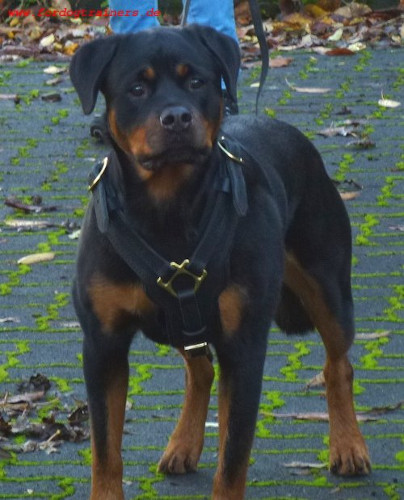 Hundegeschirr Leder für Rottweiler, Edles ❺❺