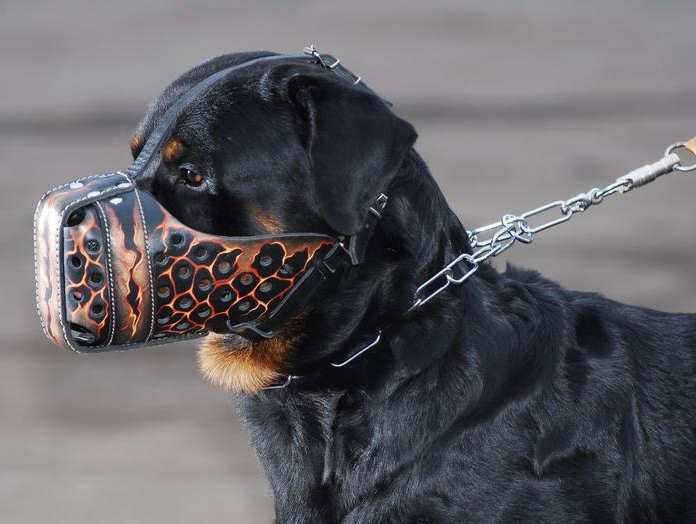 Rottweiler Bemalter Hundemaulkorb "Vulkaan" M78