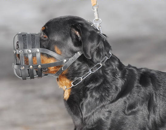 Bestseller! Rottweiler Leichter Hundemaulkorb aus Leder