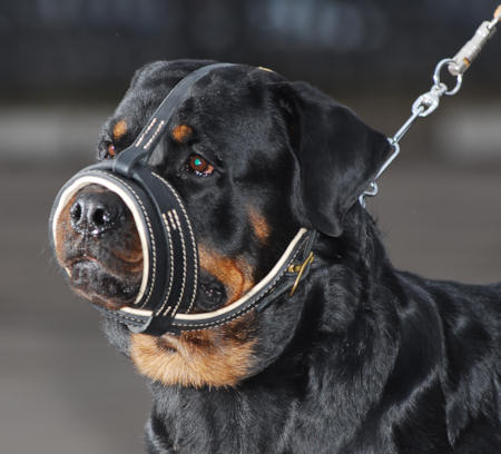Nappa padded leather dog muzzle