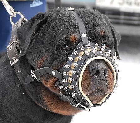 Rottweiler hundemaulkorb mit spikes